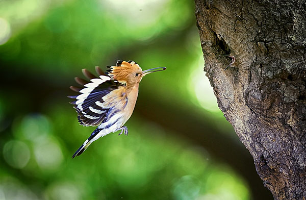 Photograph Suk Eun Kim Love Hoopoe on One Eyeland